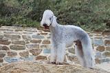 BEDLINGTON TERRIER 024
